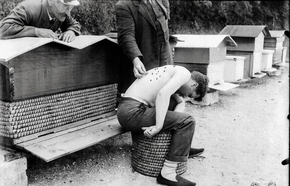 Le geste précis du soin par l’abeille